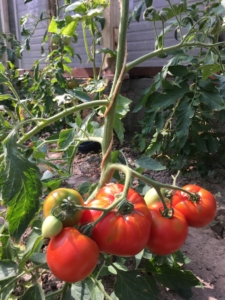 Tomatenplanten / www.eenlepeltjelekkers.be